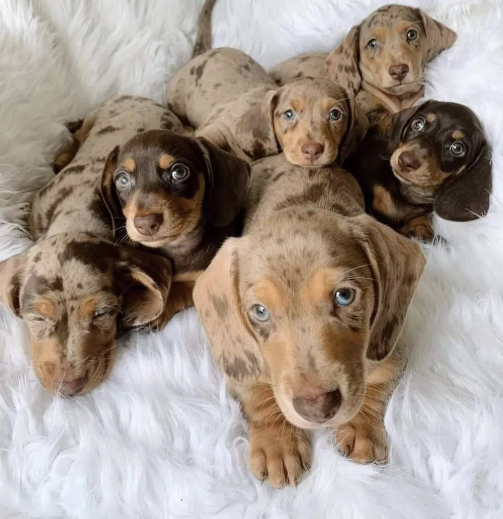 cachorros para adopción